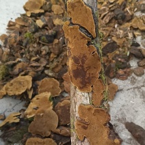 川西高原…桑黄，桦树茸，野生菌等