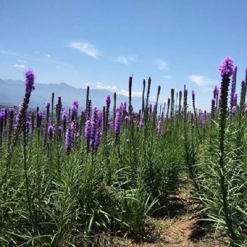 多年生观花种子蛇鞭菊种子春秋播种景观绿化花籽切花花卉草花