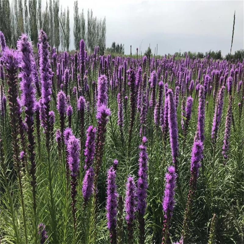 多年生观花种子蛇鞭菊种子春秋播种景观绿化花籽切花花卉草花