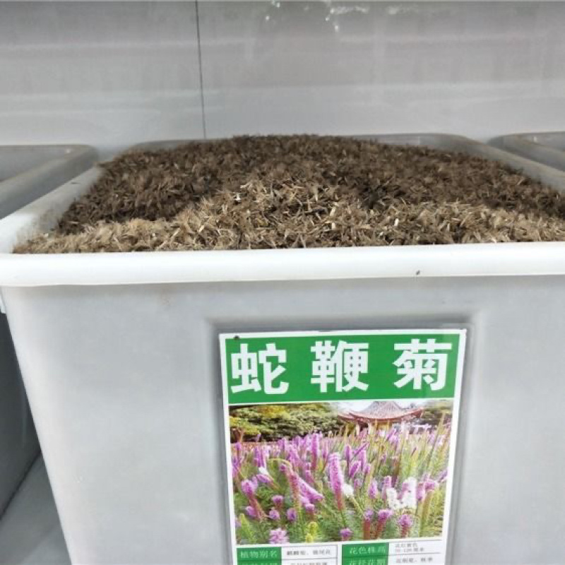 多年生观花种子蛇鞭菊种子春秋播种景观绿化花籽切花花卉草花