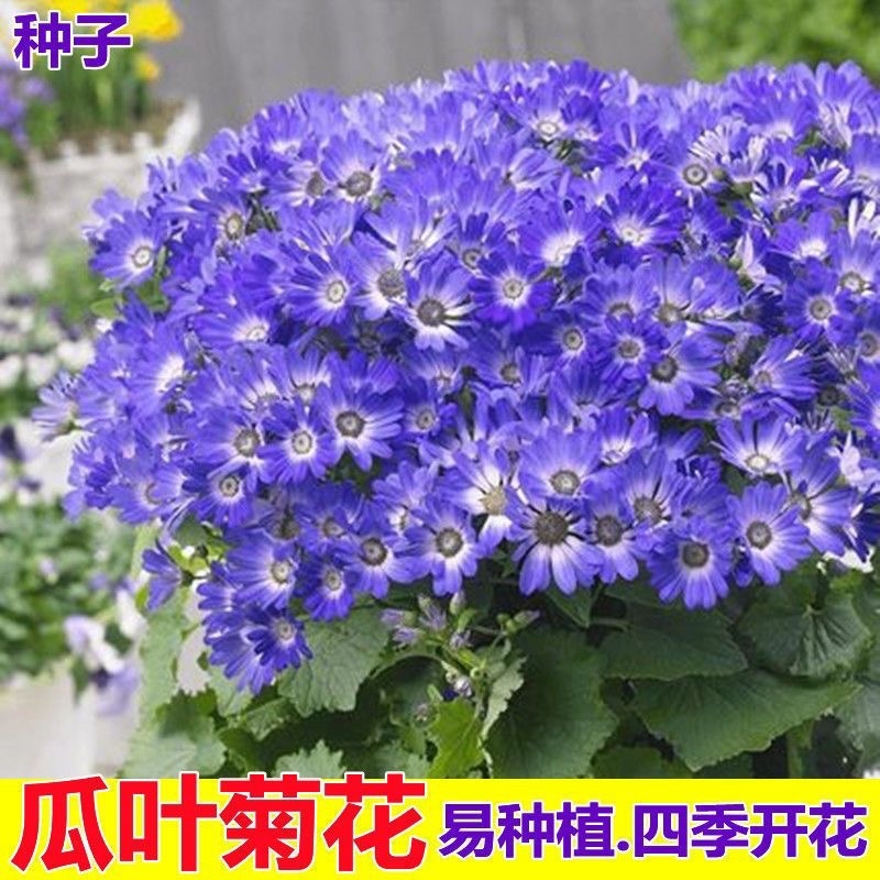 瓜叶菊种子非州菊种子菊花种籽子四季室内室外四季易播活