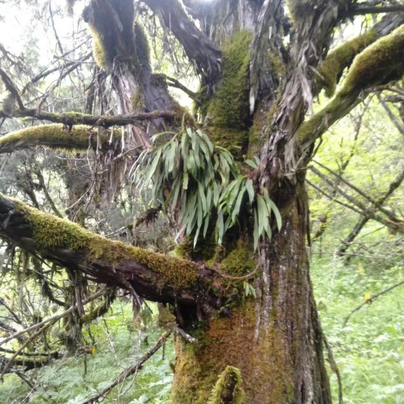 川西高原绿色健康，原生态…化石草