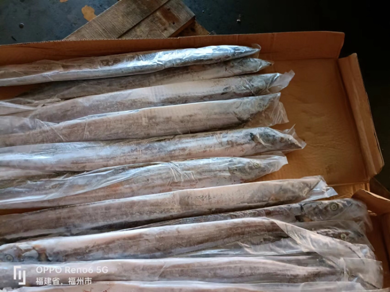 西非带鱼油带钓带条冻带鱼新鲜带鱼白眼带鱼