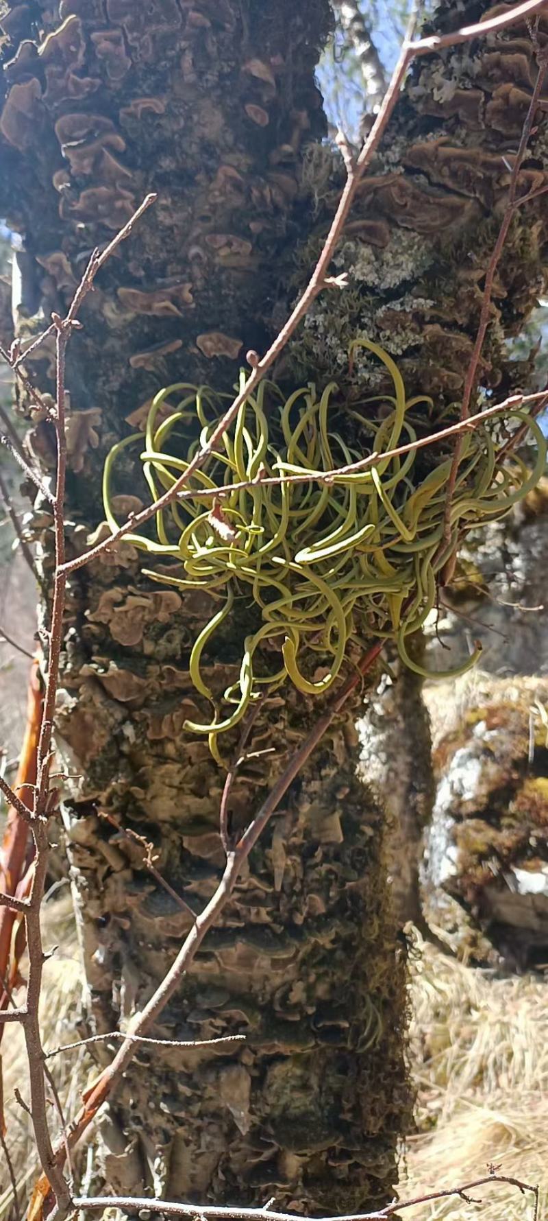 川西高原绿色健康，原生态…化石草