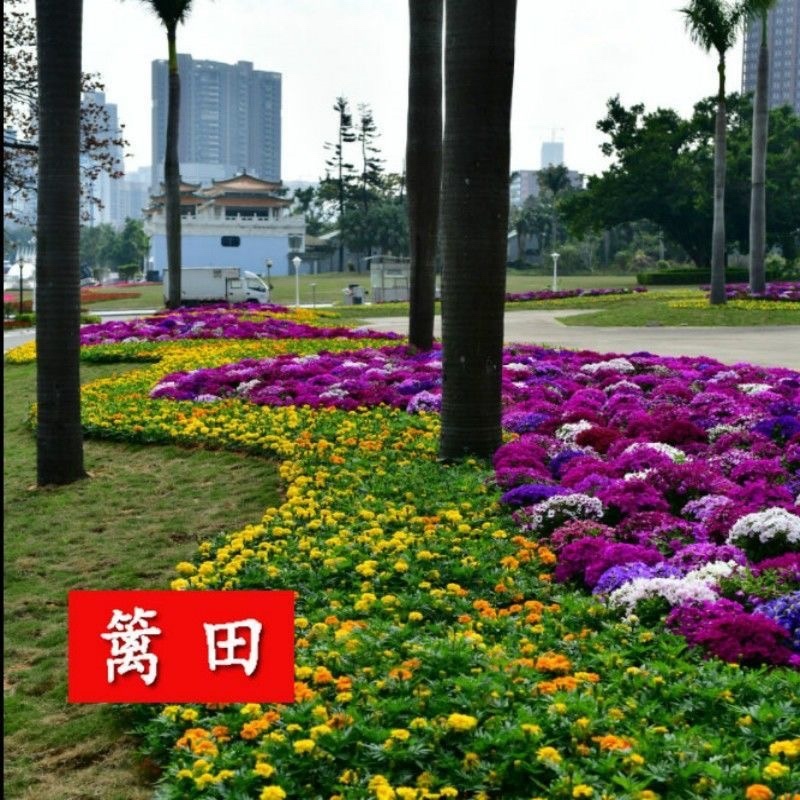 瓜叶菊种子非州菊种子菊花种籽子四季室内室外四季易播活