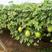 瓜蒌种子吊瓜子种瓜蒌籽苦瓜栝楼种瓜楼中药材种子种籽爬藤瓜