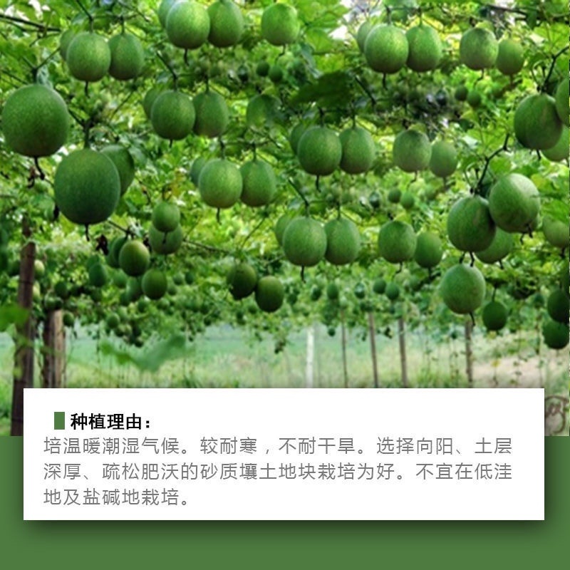 瓜蒌种子吊瓜子种瓜蒌籽苦瓜栝楼种瓜楼中药材种子种籽爬藤瓜