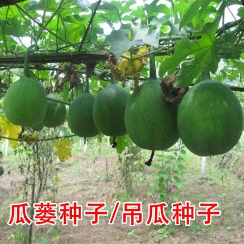 瓜蒌种子吊瓜子种瓜蒌籽苦瓜栝楼种瓜楼中药材种子种籽爬藤瓜