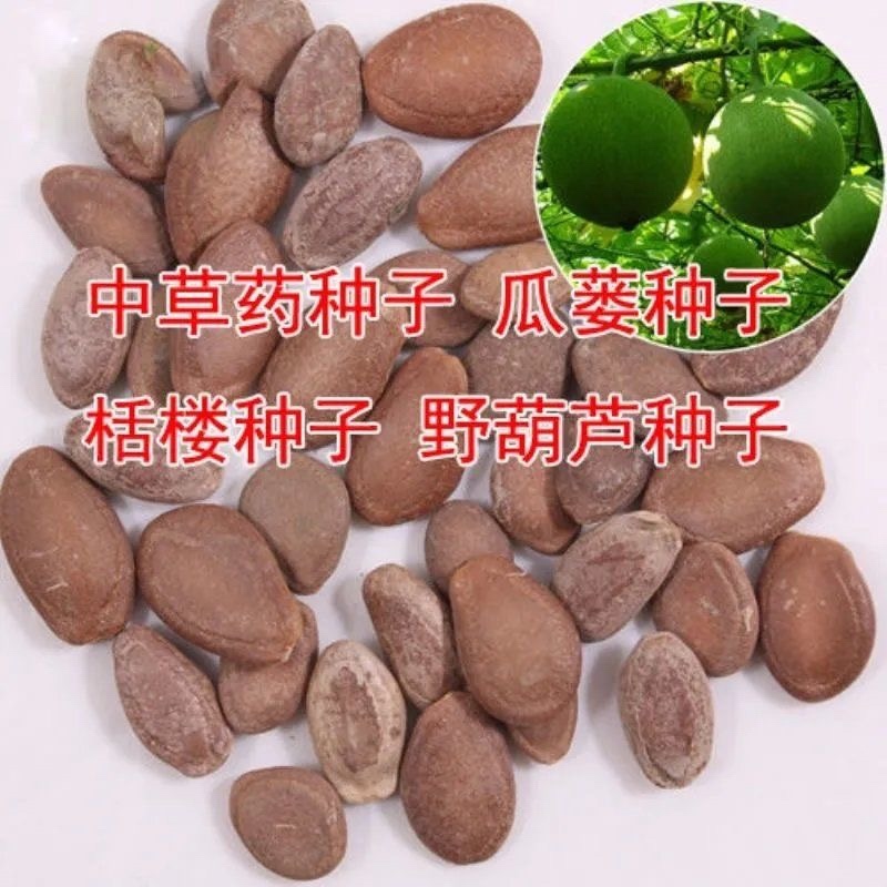 瓜蒌种子吊瓜子种瓜蒌籽苦瓜栝楼种瓜楼中药材种子种籽爬藤瓜