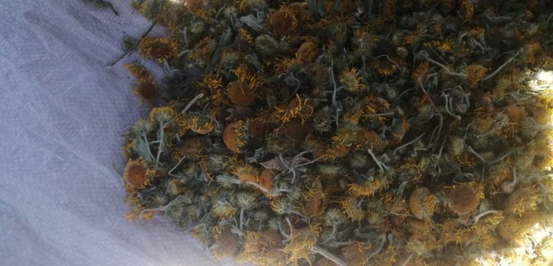 旋覆花野菊花太阳花