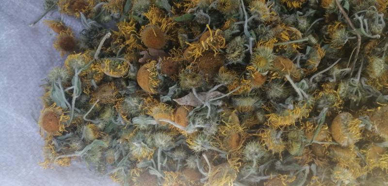 旋覆花野菊花太阳花