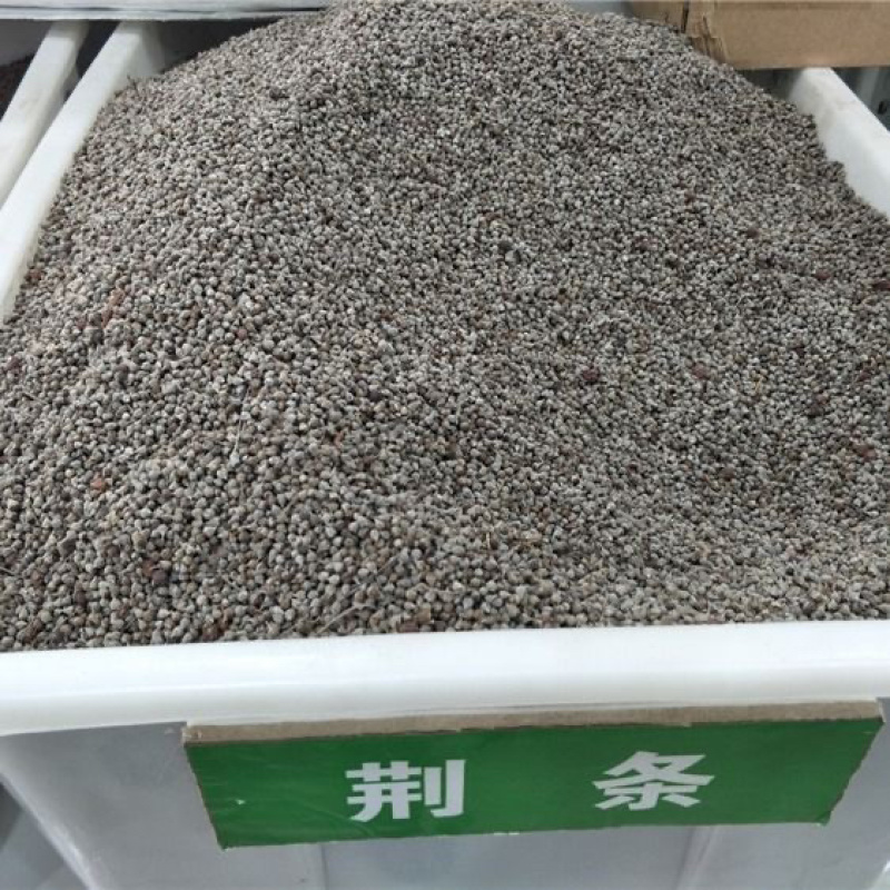 荆条种子牡荆五指风五指柑土常山黄荆柴黄金子蜜源绿肥荆条树