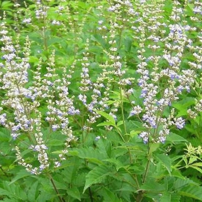 荆条种子牡荆五指风五指柑土常山黄荆柴黄金子蜜源绿肥荆条树