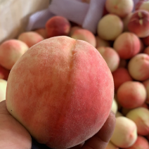 秦安北京七号水蜜桃🍑上市了，有需要的老板，电商欢迎采购