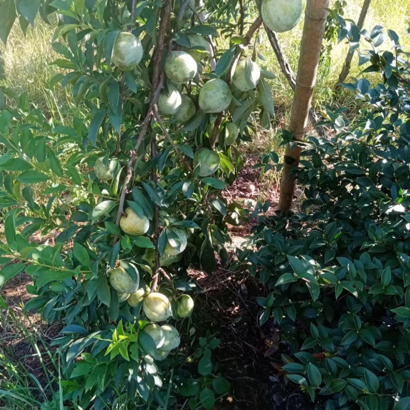 湖南永州蓝山县奈李黄金李大量上市