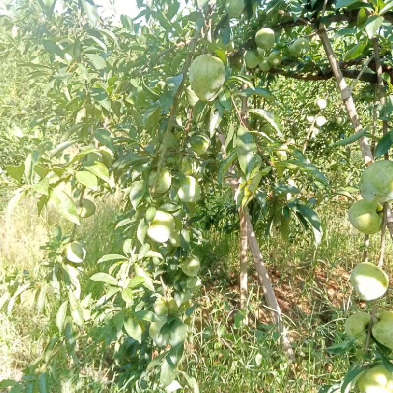 湖南永州蓝山县奈李黄金李大量上市