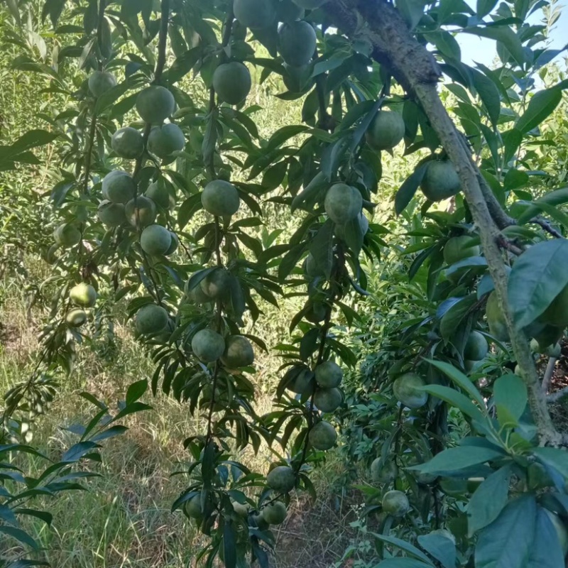 湖南永州蓝山县奈李黄金李大量上市