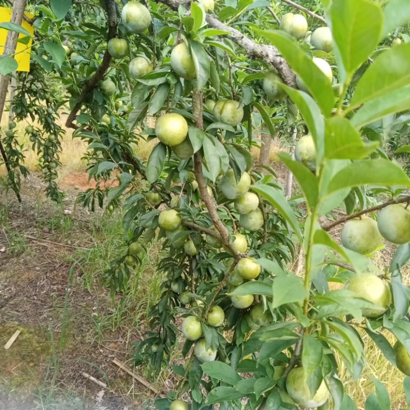 湖南永州蓝山县奈李黄金李大量上市