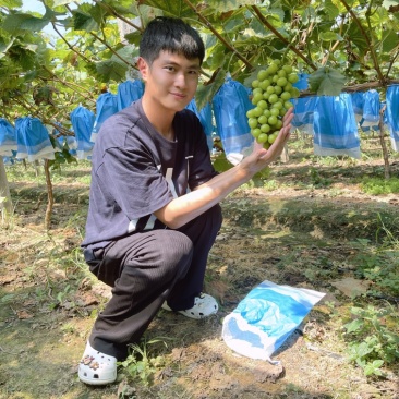 阳光玫瑰一级果新出园，可一件代发，全国顺丰包邮