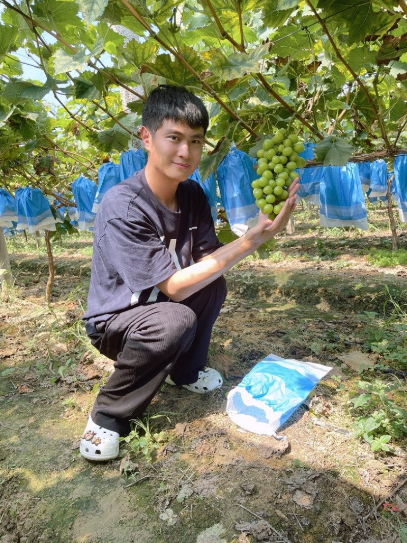 阳光玫瑰一级果新出园，可一件代发，全国顺丰包邮