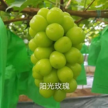 阳光玫瑰