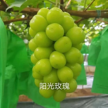 阳光玫瑰