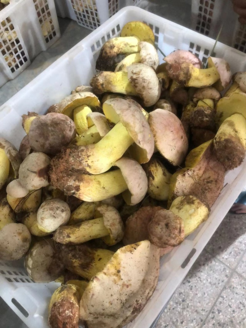 天然野生菌