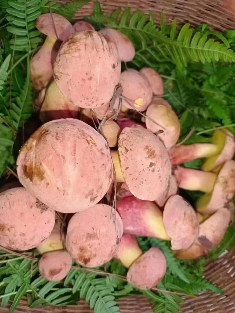 天然野生菌
