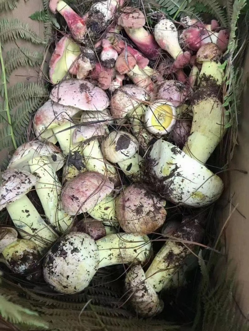 天然野生菌