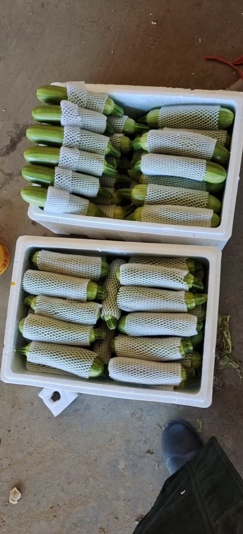 西葫芦绿皮西葫芦上市中，品质好，价格优，各种蔬菜瓜果供应