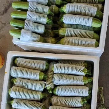 西葫芦绿皮西葫芦上市中，品质好，价格优，各种蔬菜瓜果供应