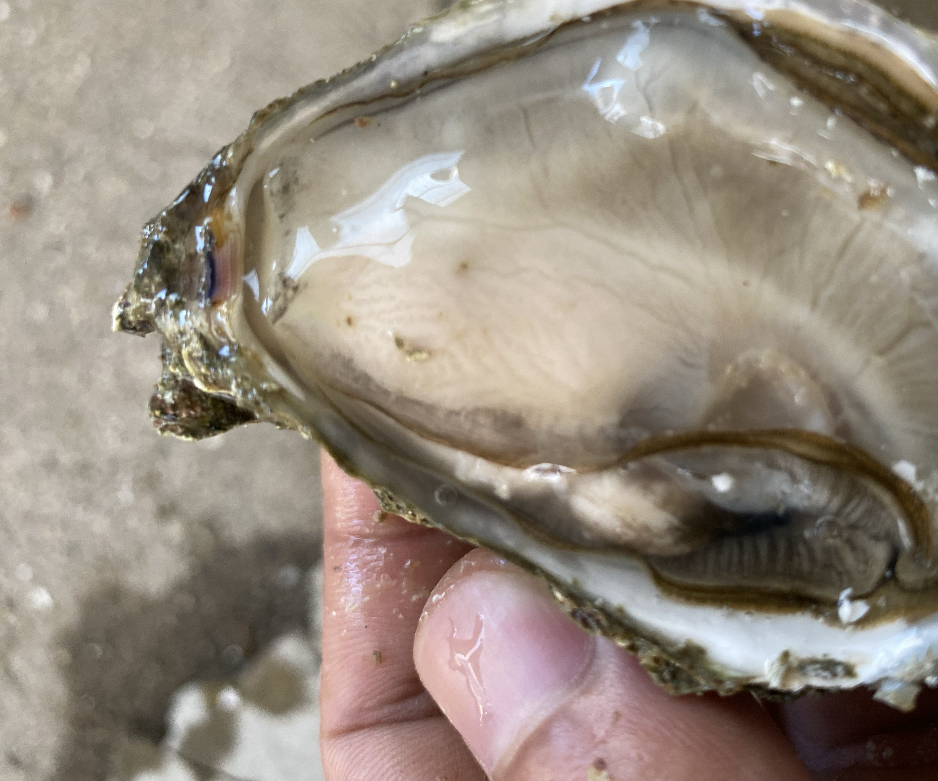 生蚝食用前后对比图