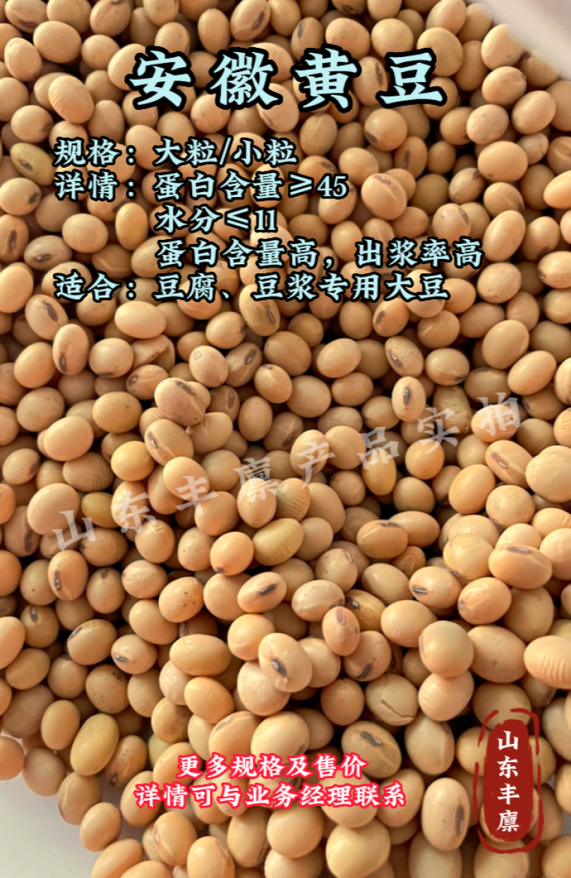 大豆安徽黄豆东北黄豆东升系列690黄芽豆