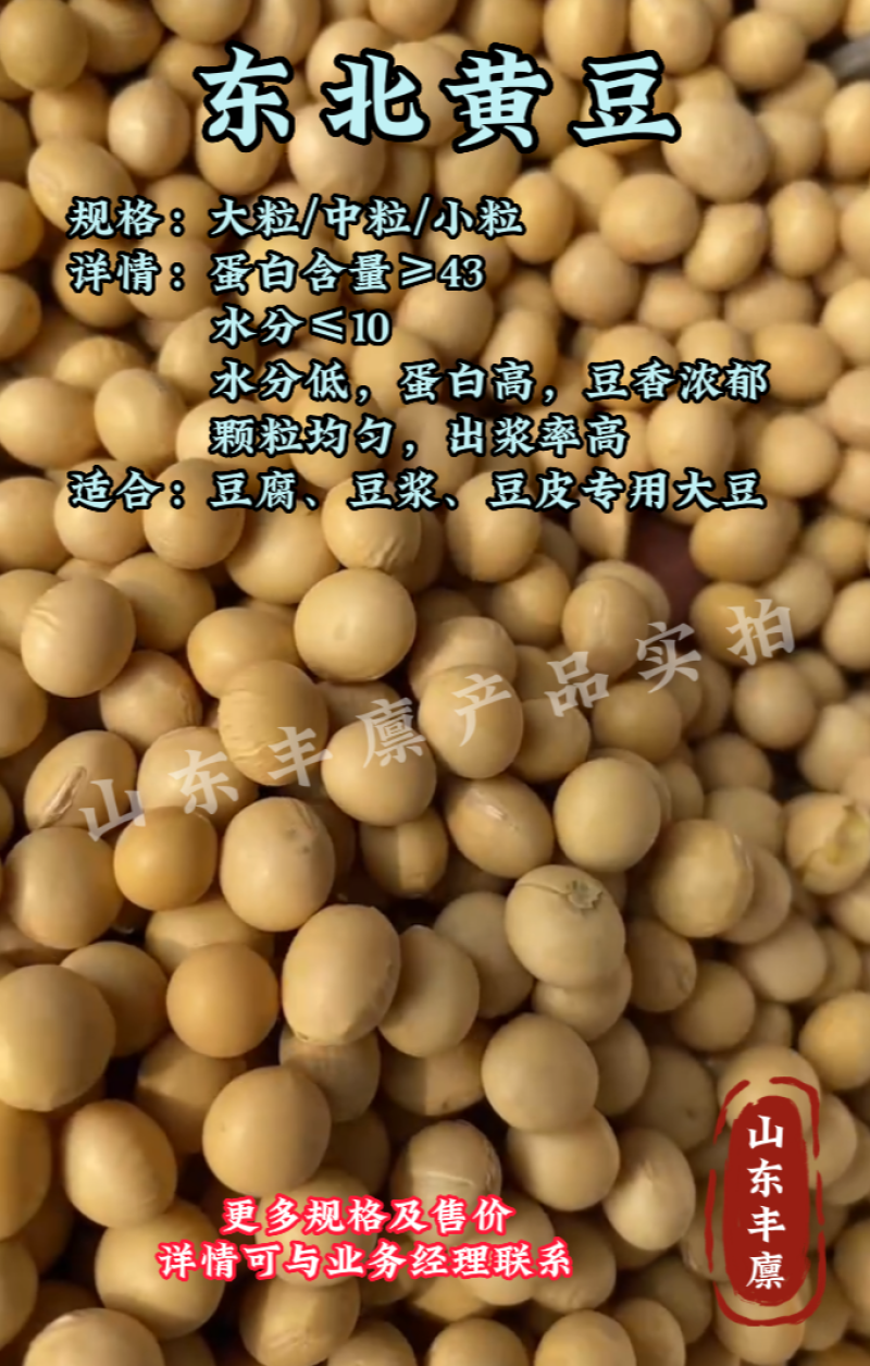 大豆安徽黄豆东北黄豆东升系列690黄芽豆