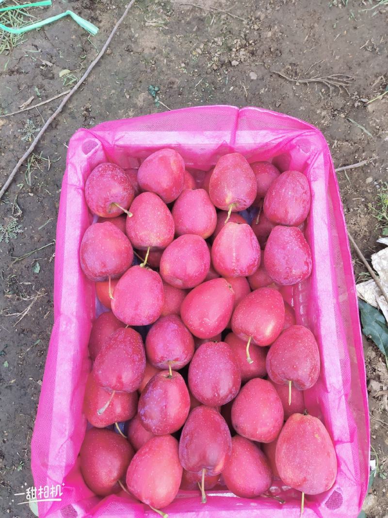 本地特产鸡心果，123小苹果，龙丰…质量保证价格合理需要
