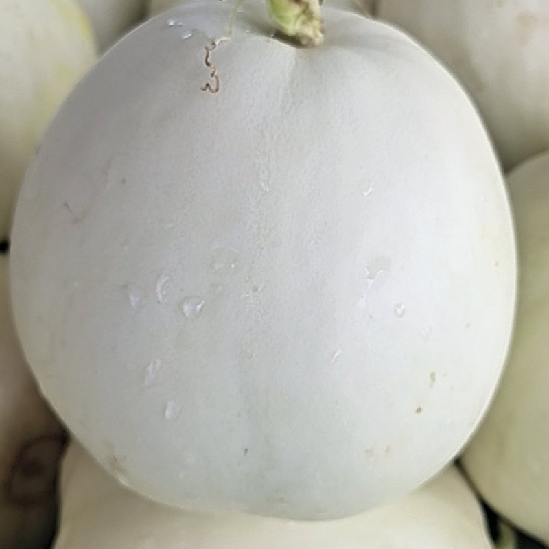 甜瓜