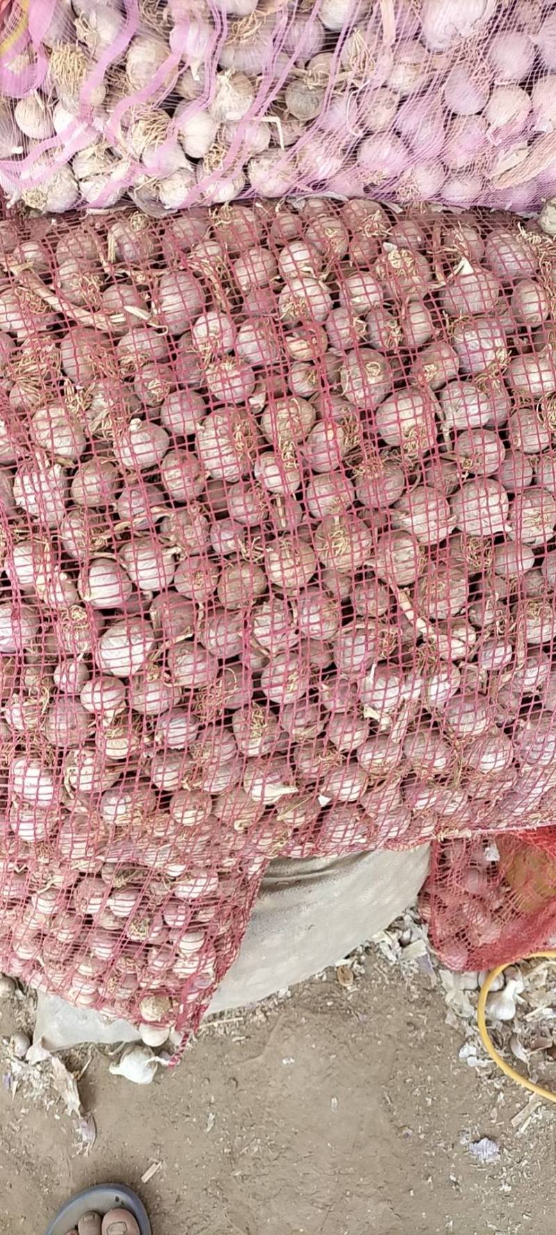 精品川蒜种