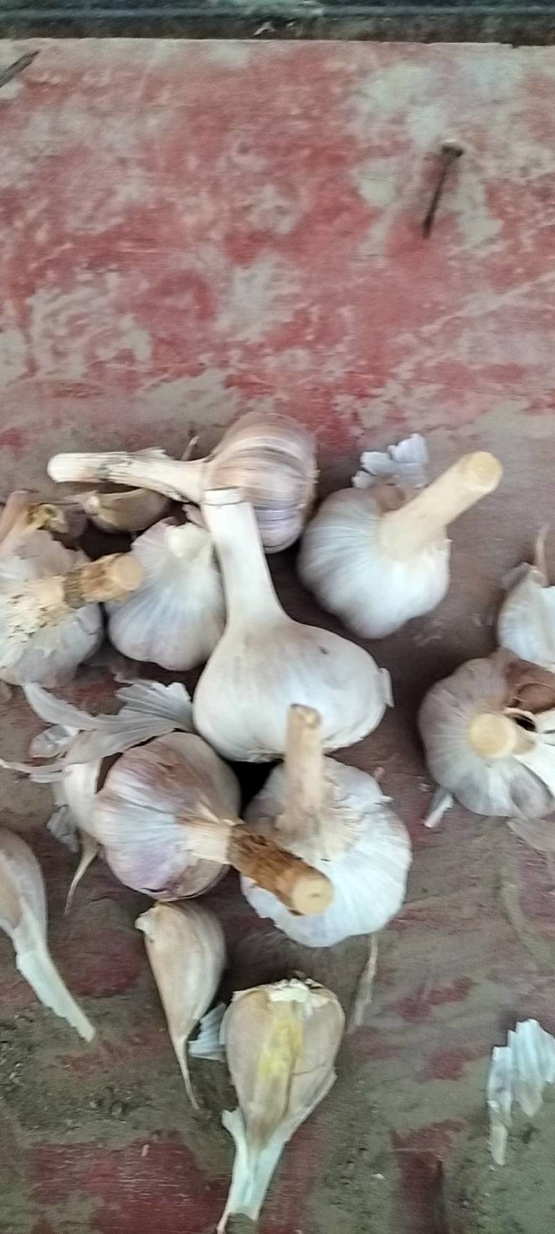 精品川蒜种