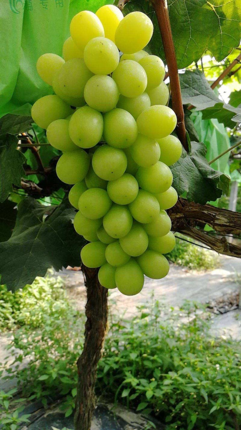 阳光玫瑰