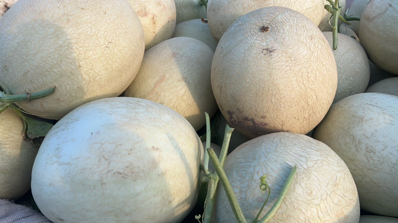 甜瓜果肉切开细节图