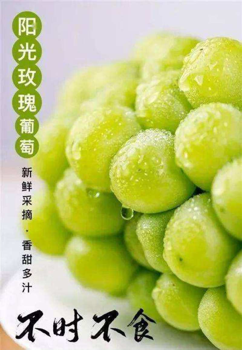 阳光玫瑰