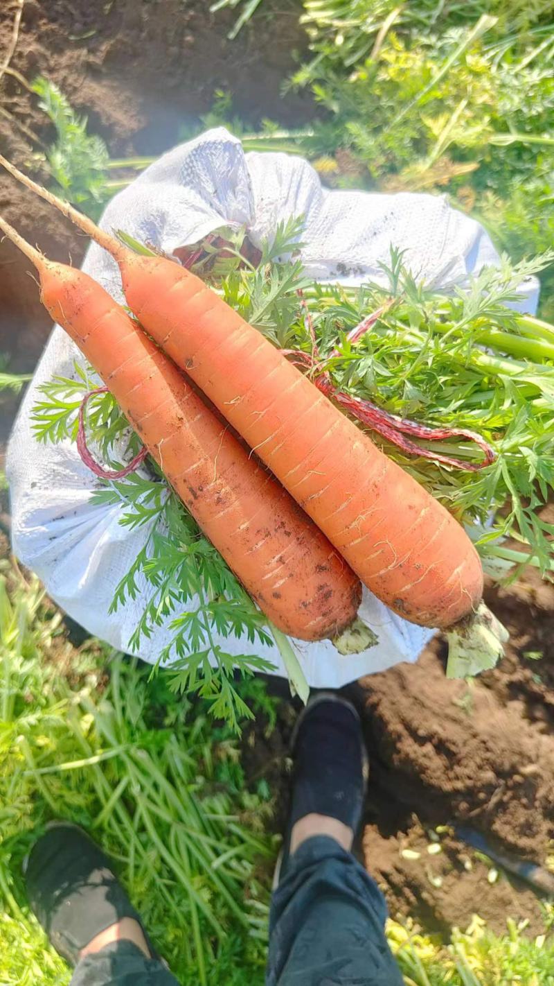 胡萝卜2两起通天3两起口土需要好货次货都可以