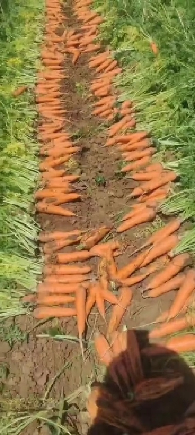 胡萝卜2两起通天3两起口土需要好货次货都可以