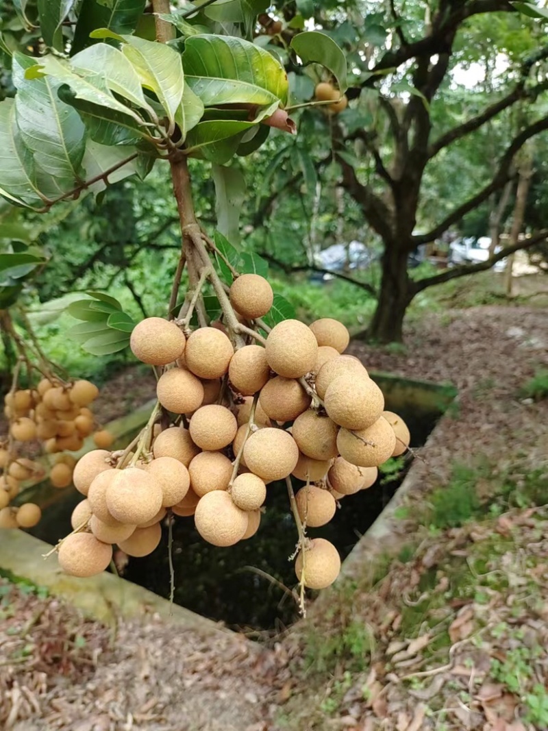 果园石硖大量上市
