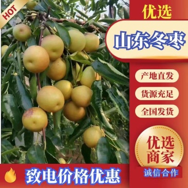 山东婆枣，枣脆王，早熟冬枣，专业代办，诚信经营地头百家货