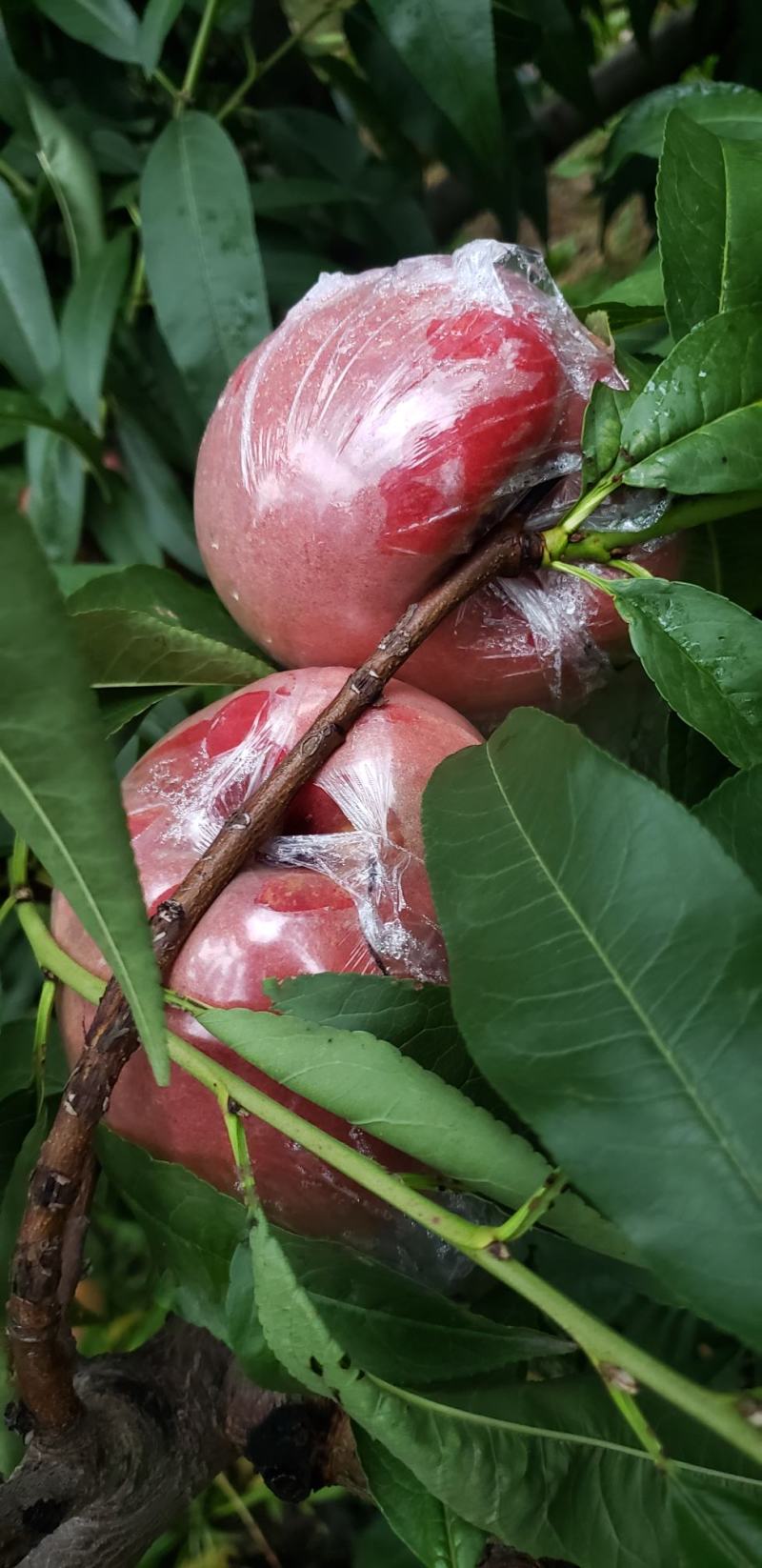 万荣膜袋秦月二号毛桃大量供应，口感脆甜