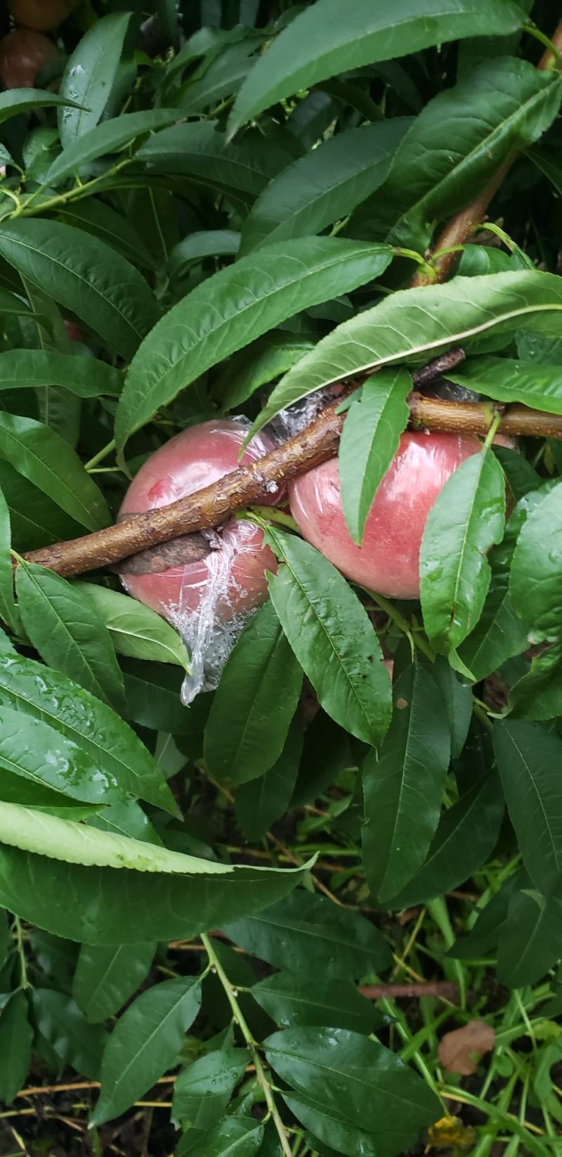 万荣膜袋秦月二号毛桃大量供应，口感脆甜