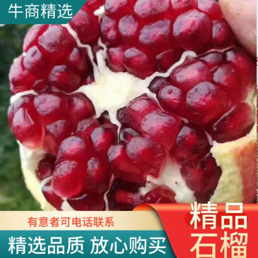 【产地直供】大凉山会理突尼斯软籽石榴小王团队实力代办
