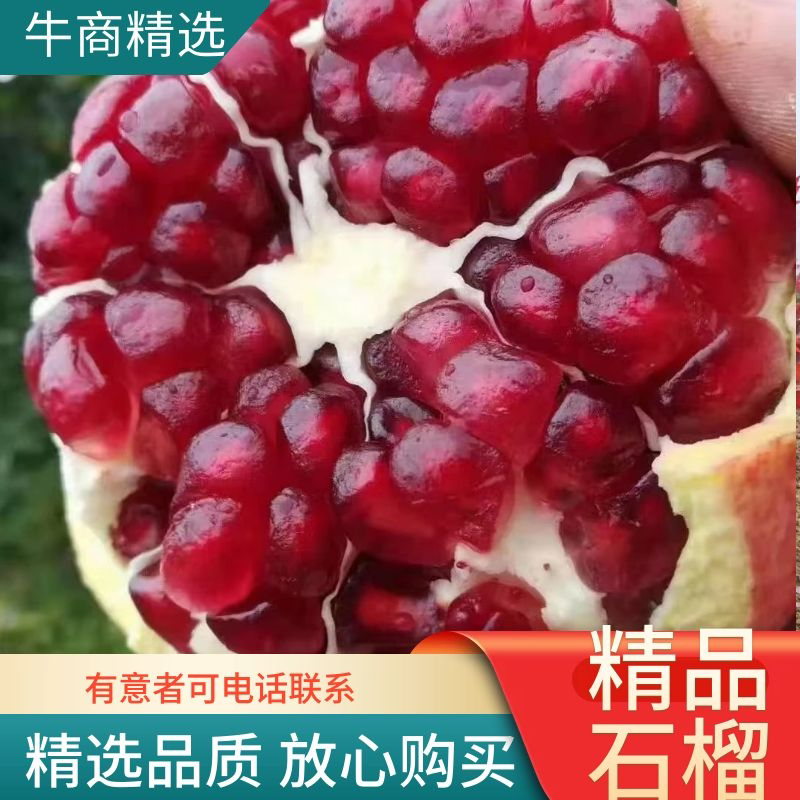 【产地直供】大凉山会理突尼斯软籽石榴小王团队实力代办