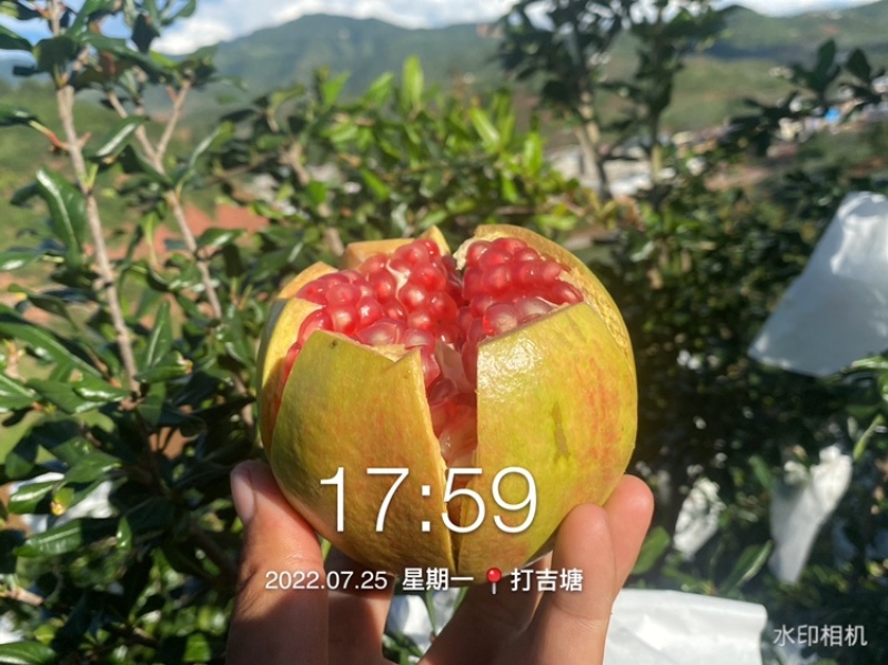 【产地直供】大凉山会理突尼斯软籽石榴小王团队实力代办